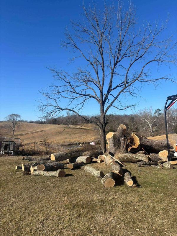 Tree Removal