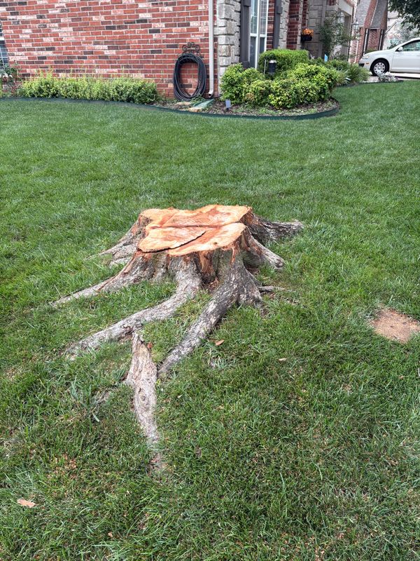 Tree Removal