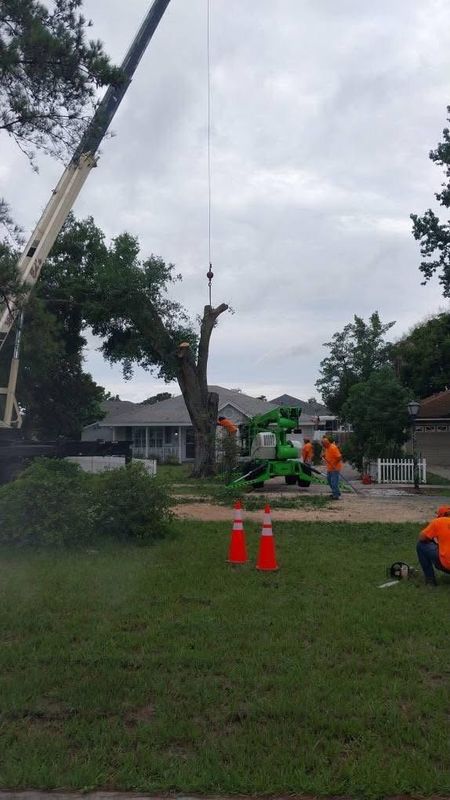 Tree Removal