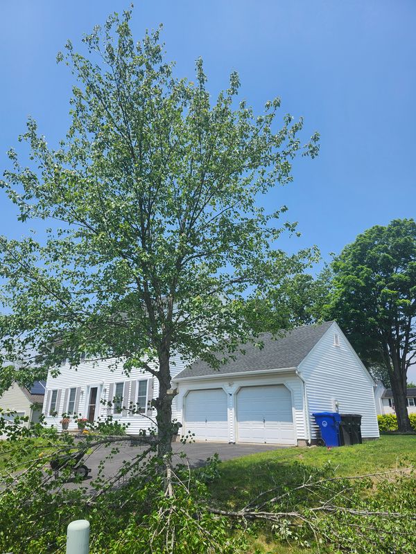 Hedge/Tree/Brush Cutting