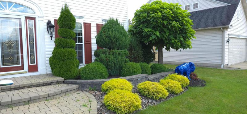 Shrub & Plant Installation Photos
