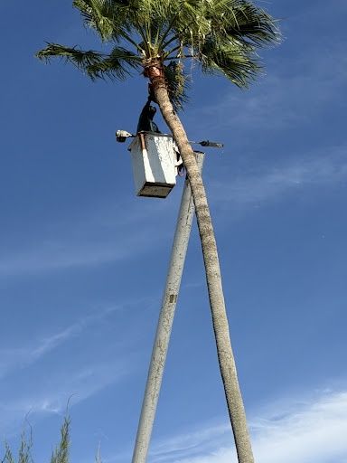 Tree Trimming