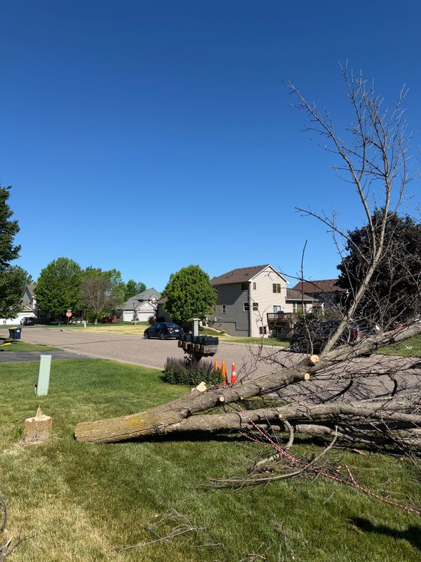 Tree & Shrub Care