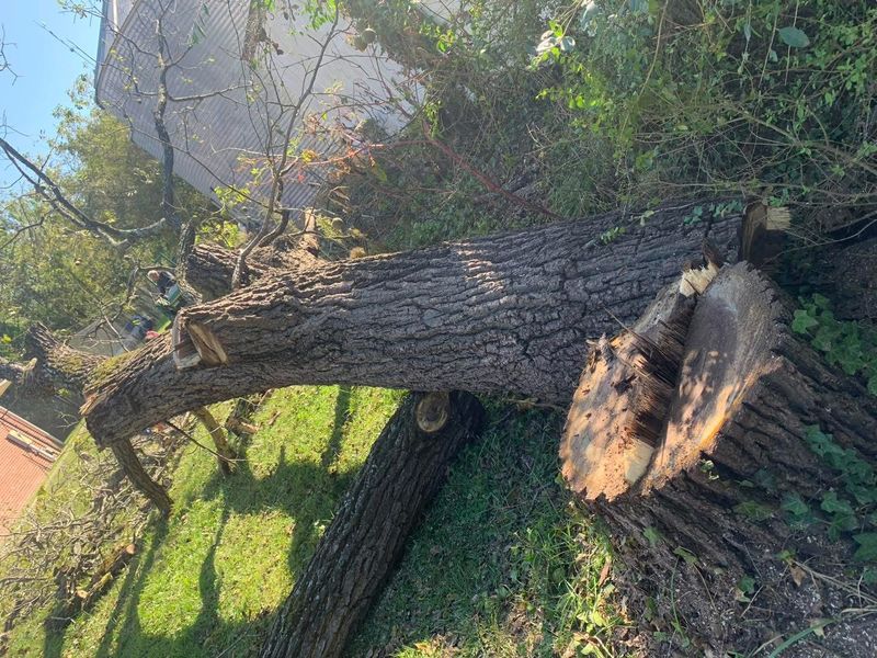 Tree Removal & Limbing 