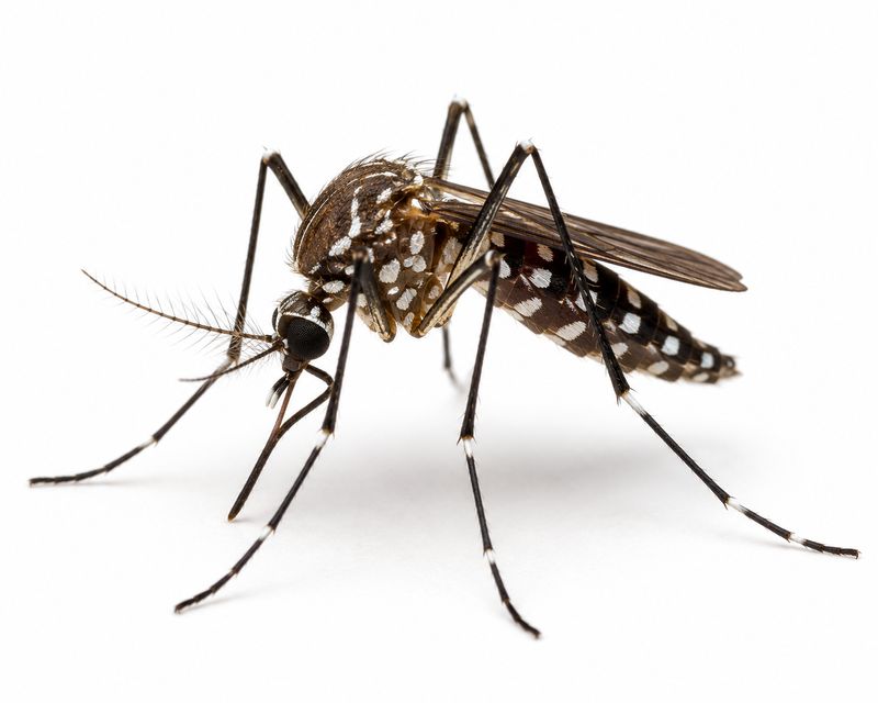 Mosquito Control