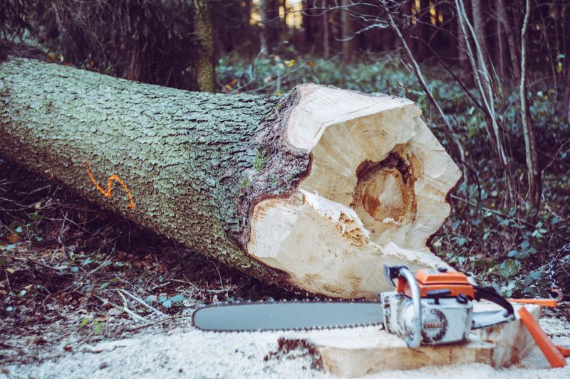 Tree Trimming & Removal