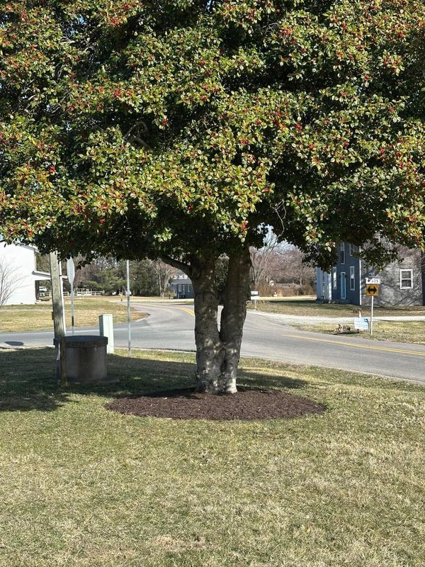 Tree & Shrub Care