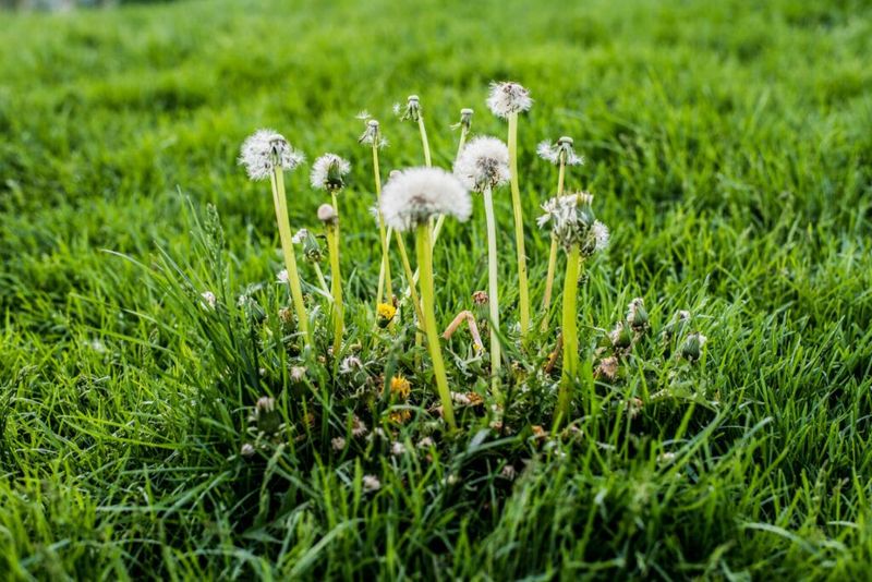 Weed control