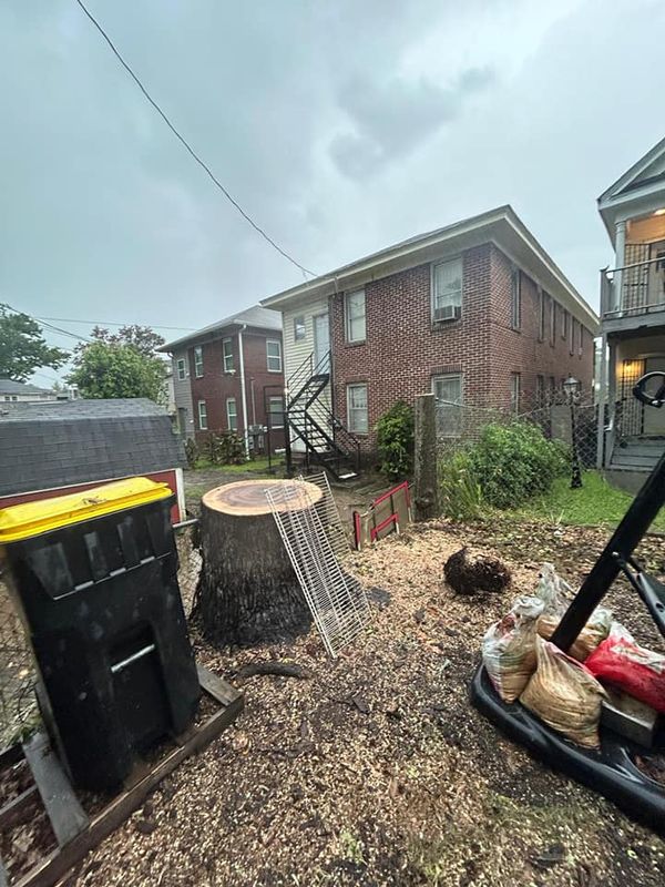 Tree Removal