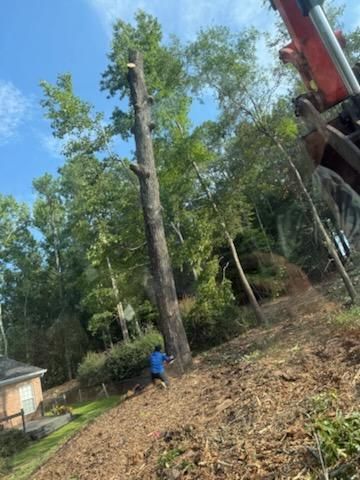Arborist & Tree Removal