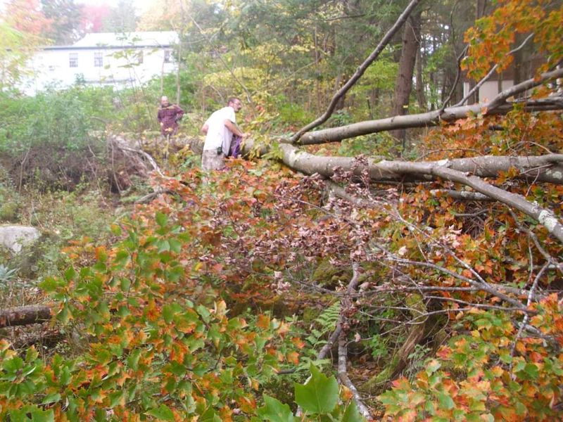 Hedge/Tree/Brush Cutting