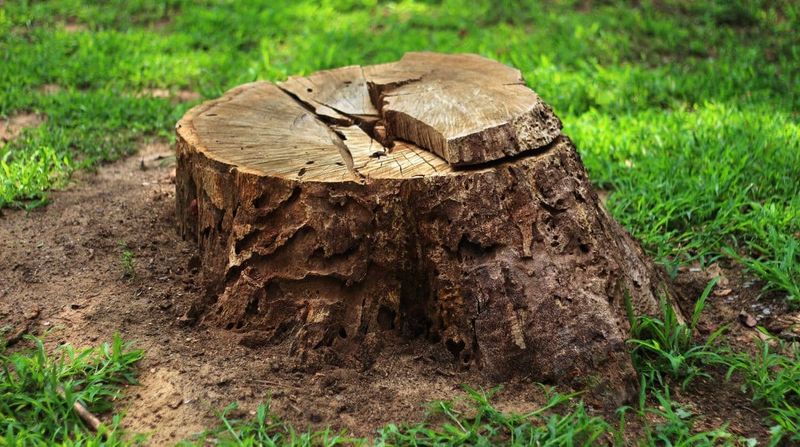 Stump Removal
