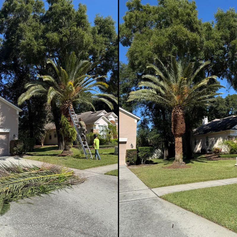 Tree Pruning