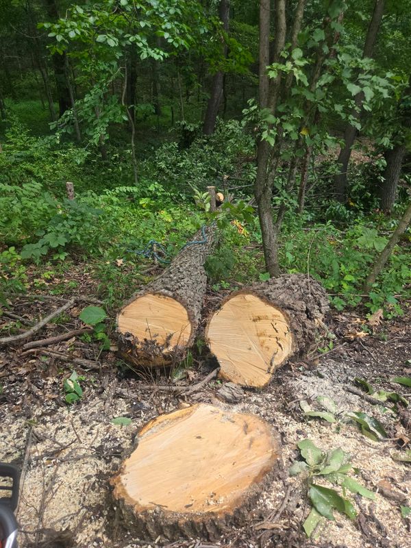 Shrub Trimming