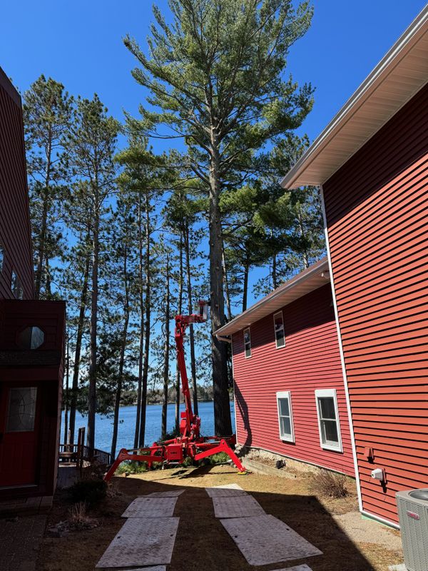 Tree Services