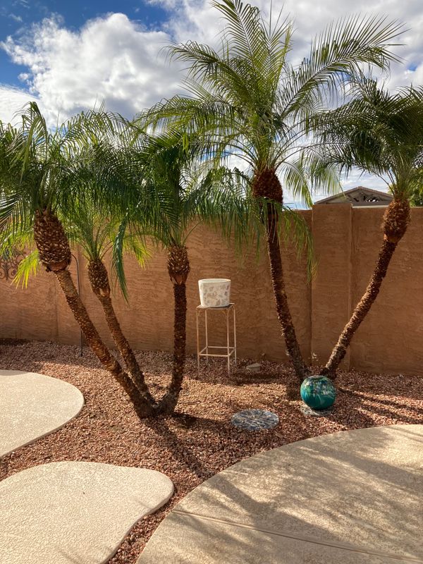 Palm Tree Trimming