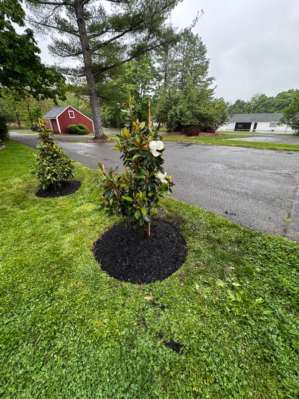 Tree & Perennial Planting