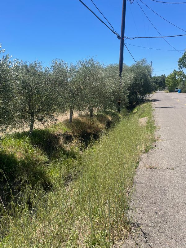 Olive Tree Care
