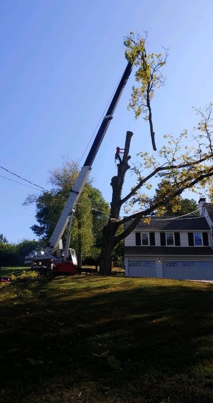Tree Removal gallery
