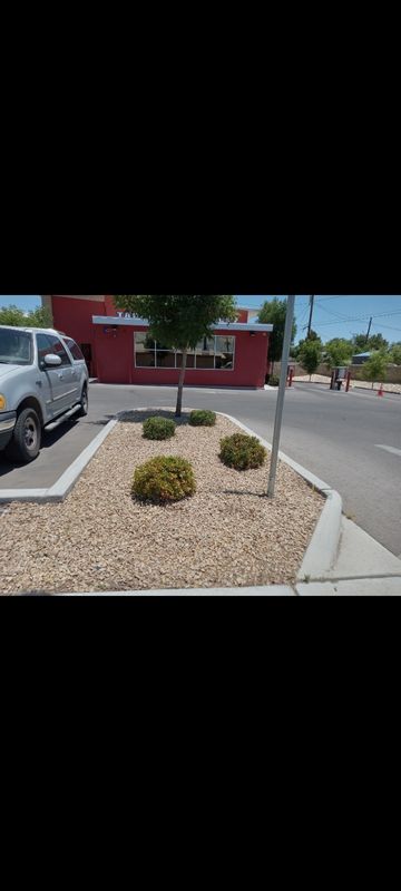 Shrub Trimming