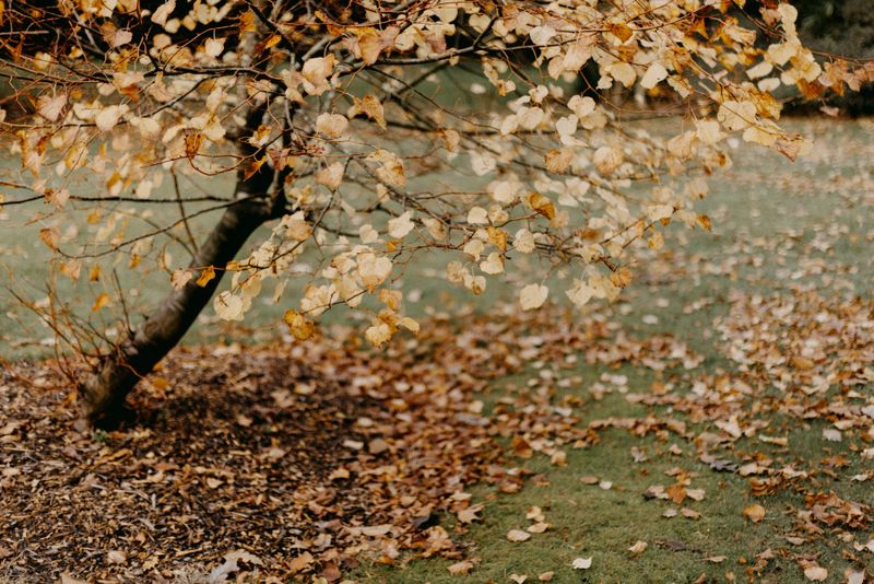 Fall and Spring Clean Up