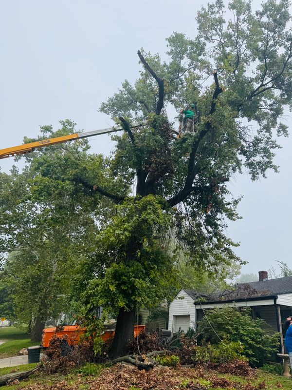 Tree Trimming