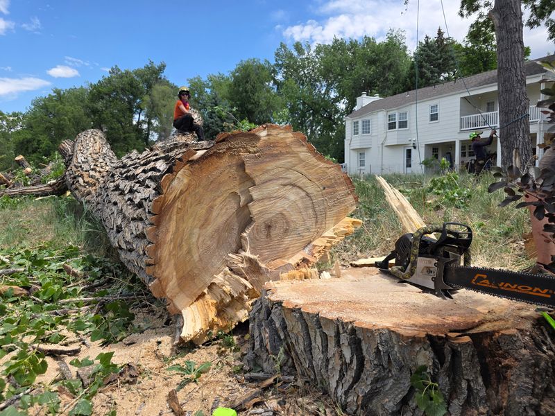 Tree Pruning & Removal