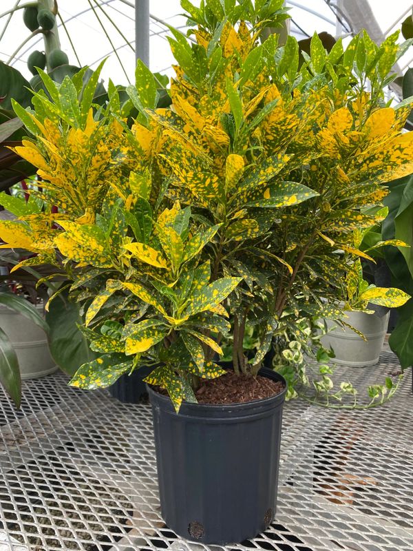 Plant and tree list