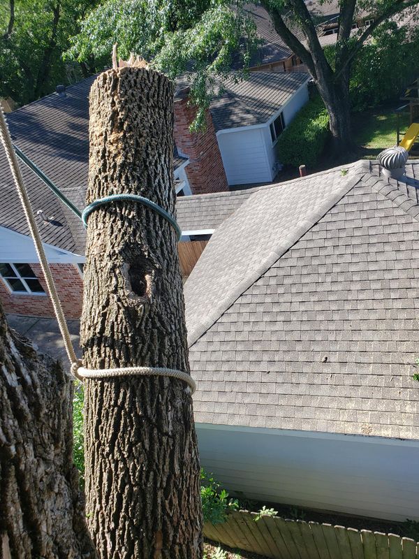Tree Trimming