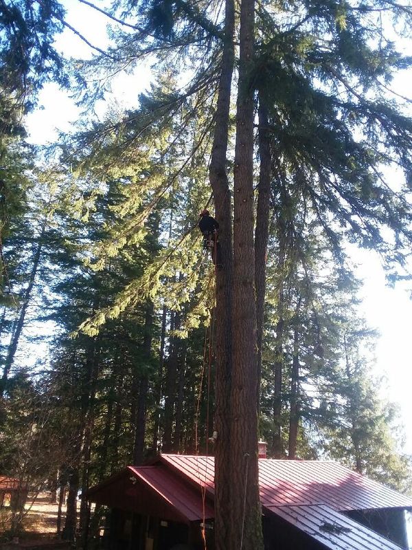 Tree Trimming and Removal