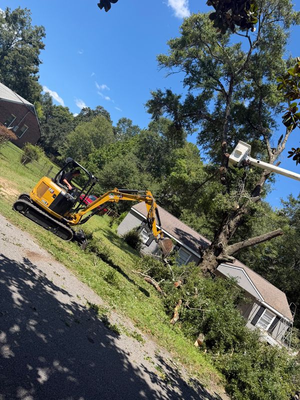 Tree Trimming