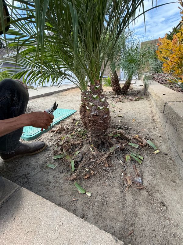 Shrub Trimming