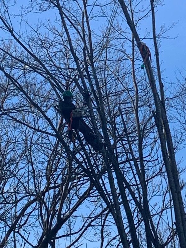 Tree Removal gallery