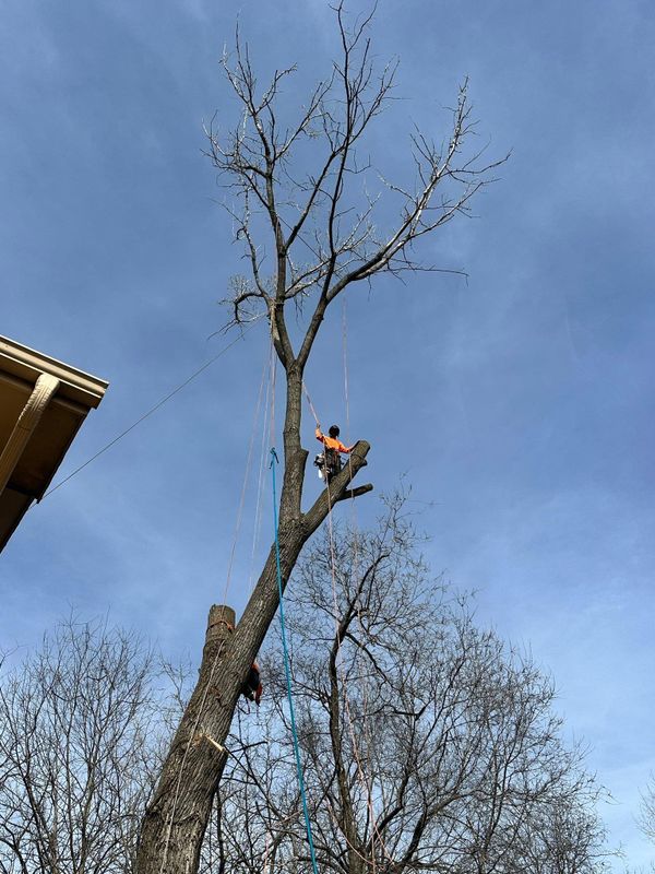 Tree Trimming