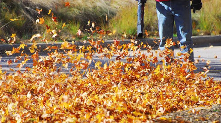 Fall Clean Up