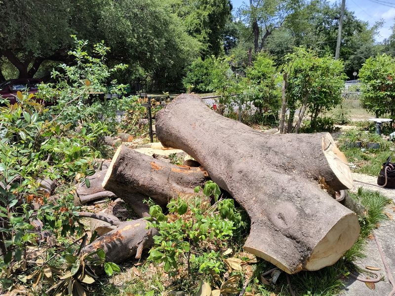 Tree Removal