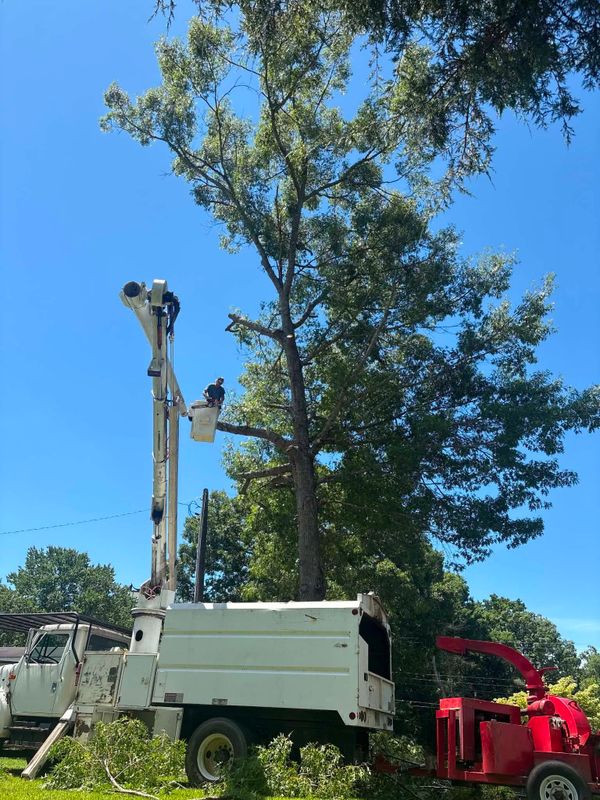 Tree Trimming