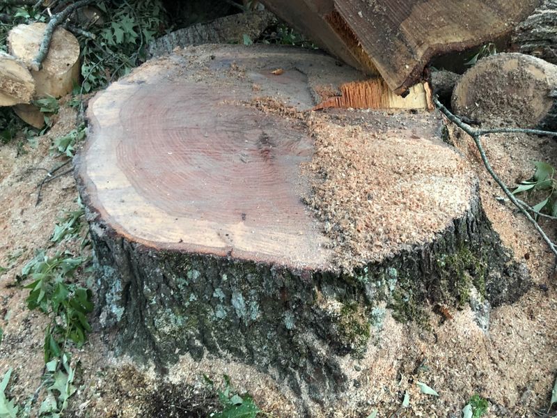 Tree Removal gallery