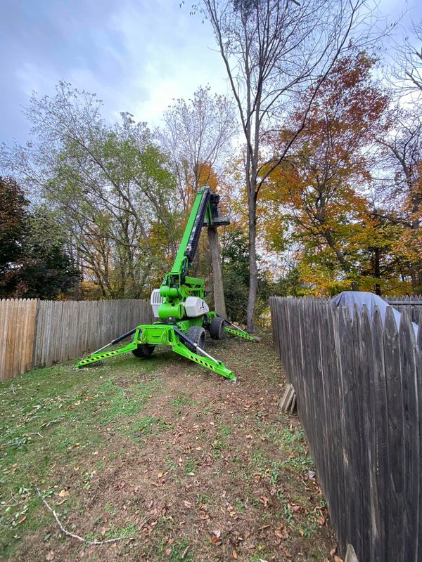 Tree Removal