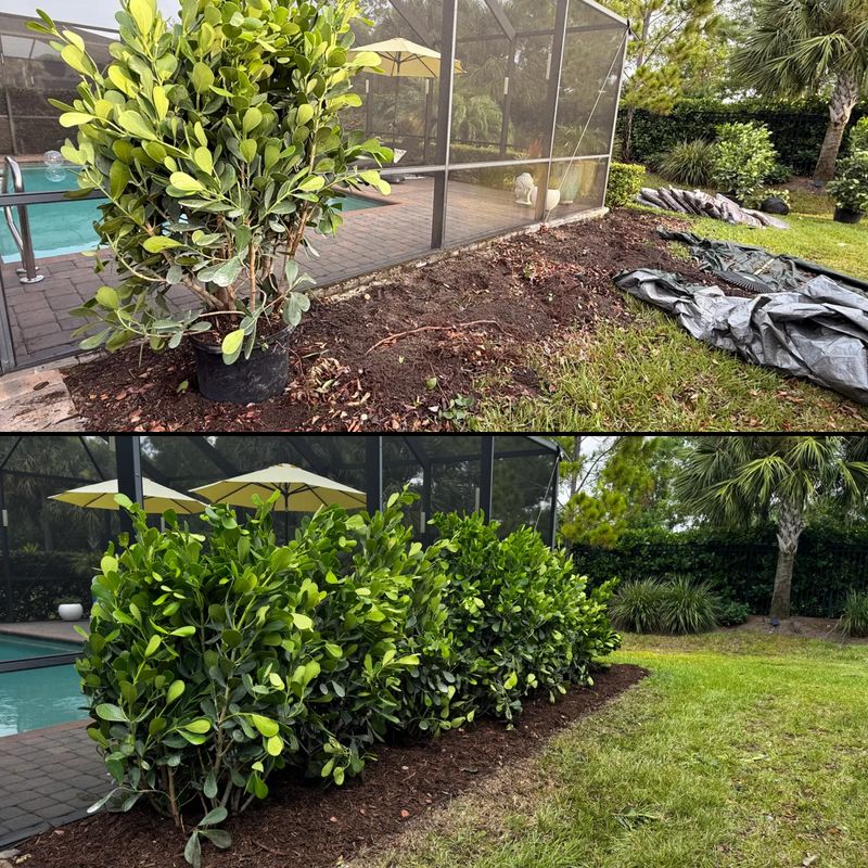 Transforming Outdoor Spaces with Lush Green Hedges