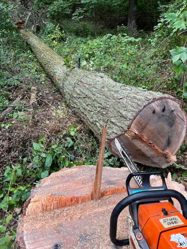 Tree Removal gallery