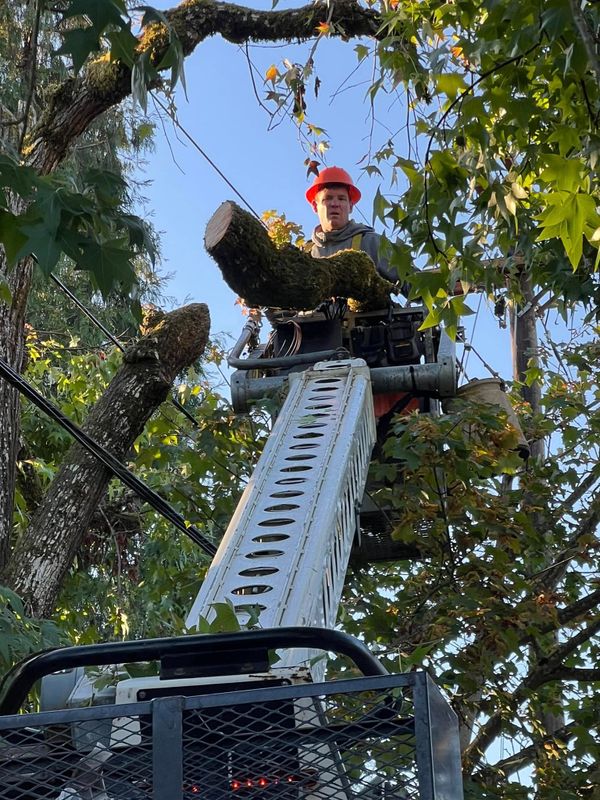 Tree Services