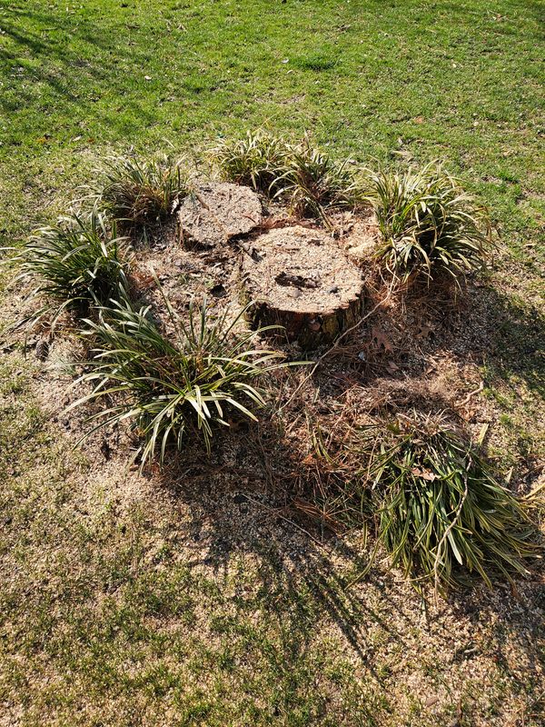 Wood Chips and Debris Removal