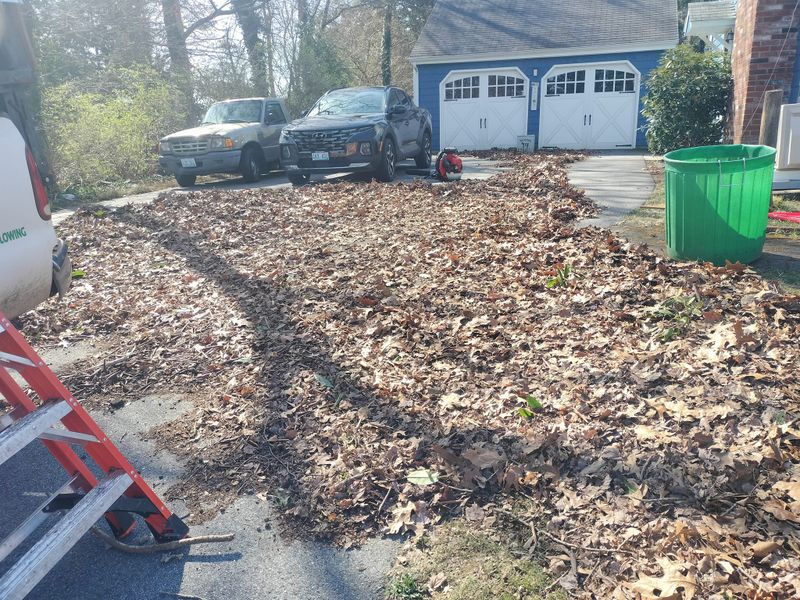 Fall Clean Up