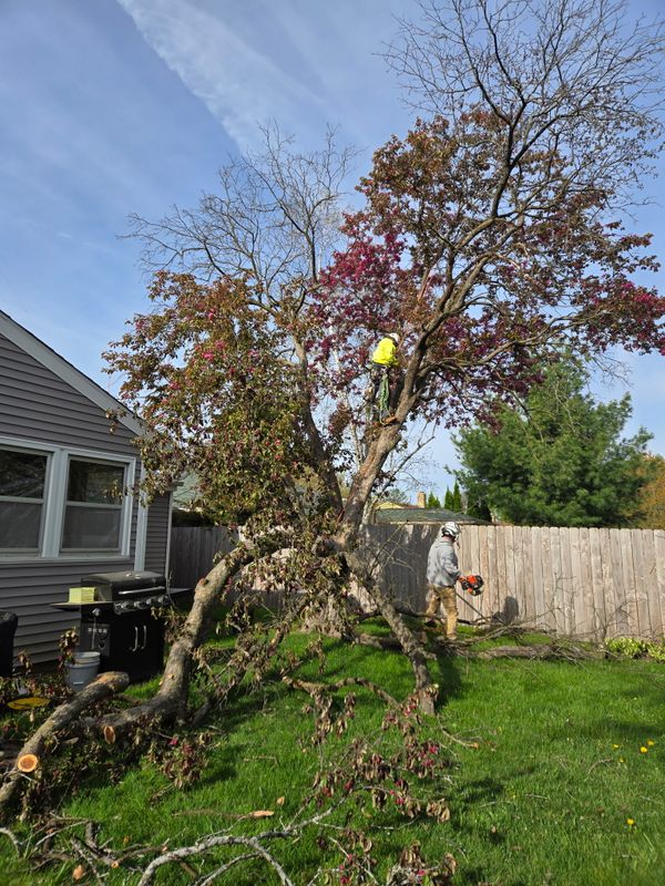 Tree Pruning & Trimming