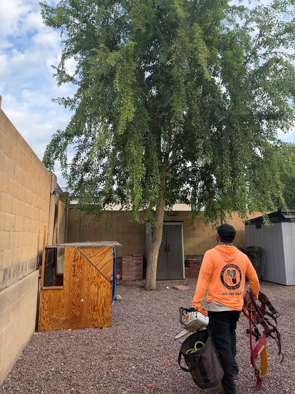 Tree Removal Services