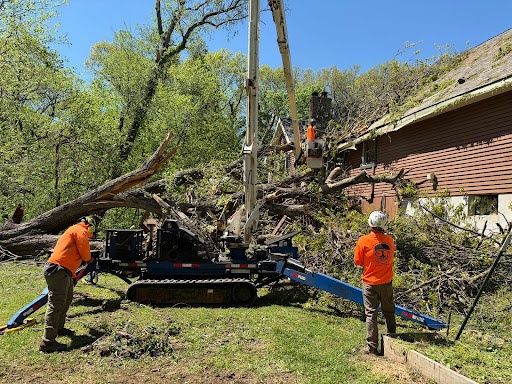 Tree Removal