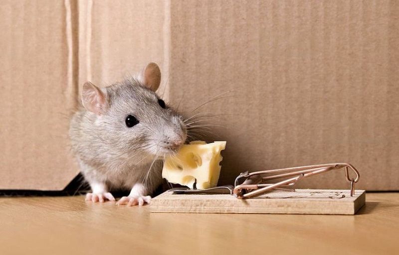 Rodent Control
