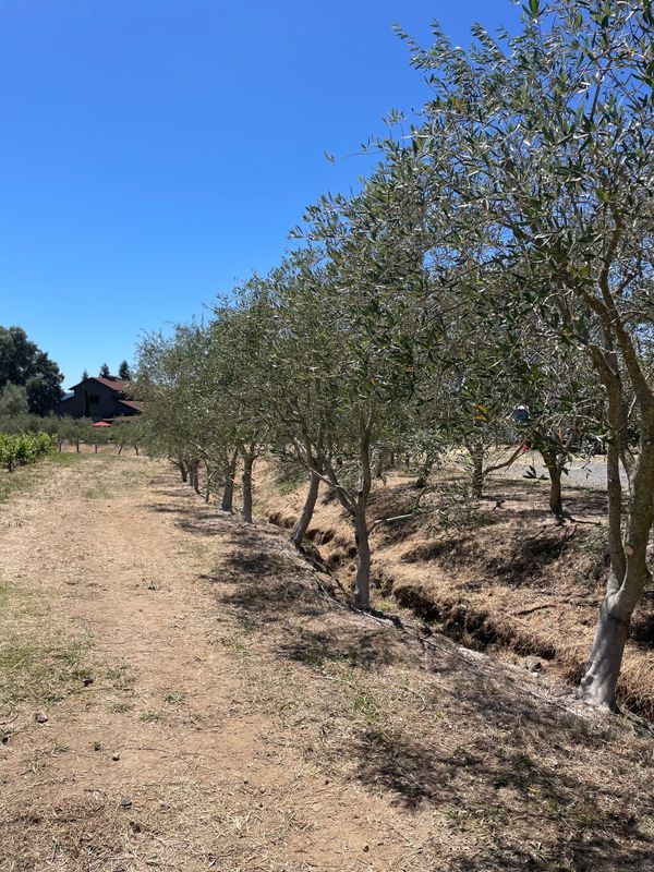 Olive Tree Care