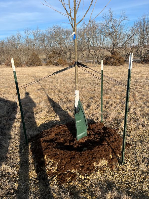 Tree Planting